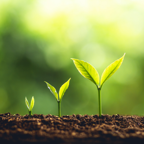Crop Growth